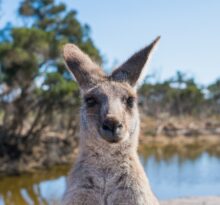 Australia Facts – Things You Need to Know Before Going to Australia